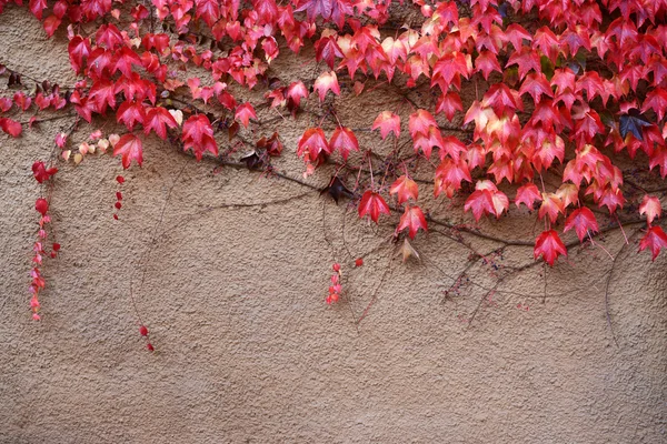 Edera colorata sulla parete in autunno — Foto Stock