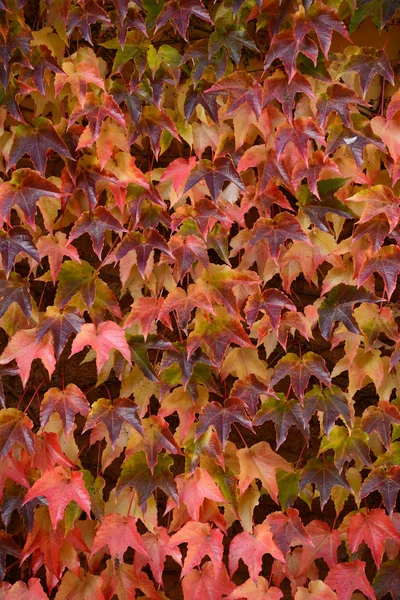 Hiedra colorida en la pared en otoño —  Fotos de Stock