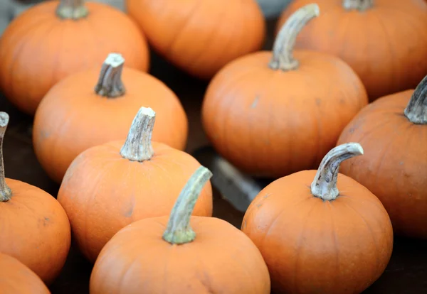 Pumpkins — Stock Photo, Image