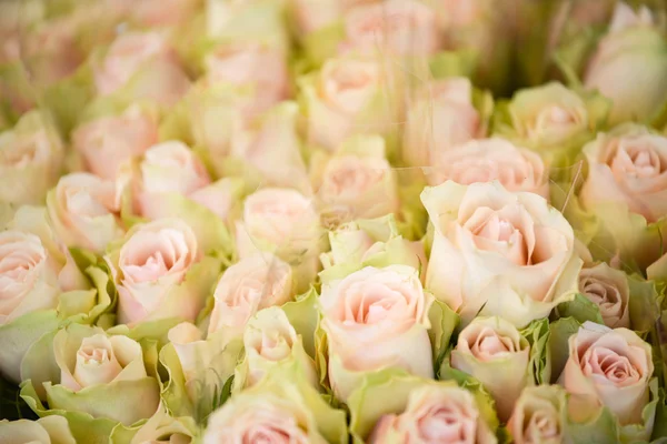 Roses in bouquet — Stock Photo, Image