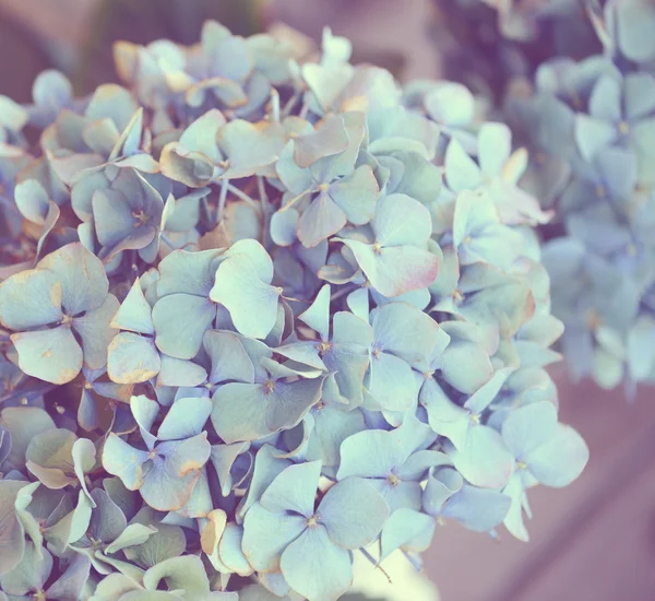 Dromerige afbeelding van hortensia bloem — Stockfoto