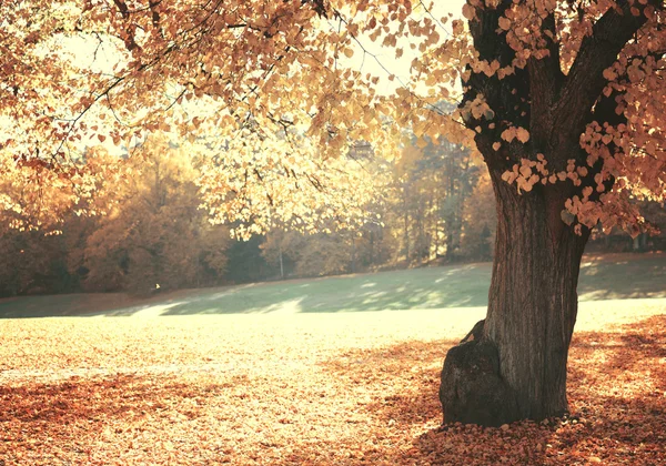 Immagine da sogno di una bellissima foresta autunnale — Foto Stock