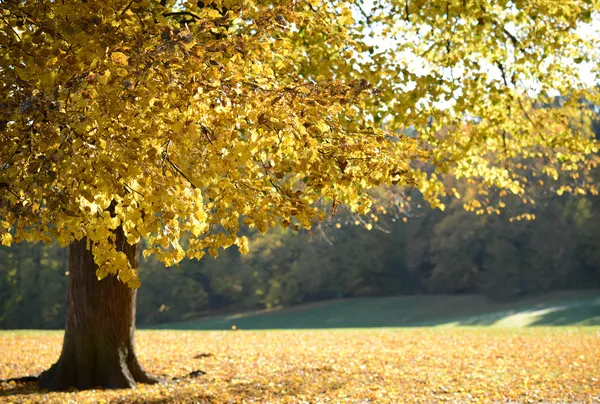 Красиві осінні лісові кольори — стокове фото