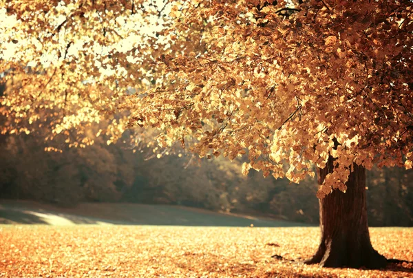 Dreamy image of beautiful Autumn forest — Stock Photo, Image
