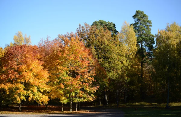 Bosque de otoño contra el cielo azul —  Fotos de Stock