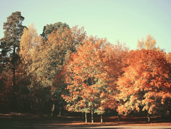 Verträumtes Bild des schönen Herbstwaldes — Stockfoto