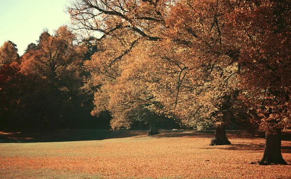 Verträumtes Bild des schönen Herbstwaldes — Stockfoto
