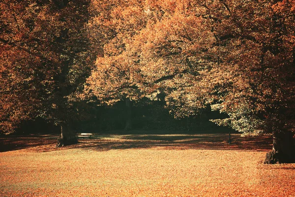 Мрійливе зображення красивого осіннього лісу — стокове фото