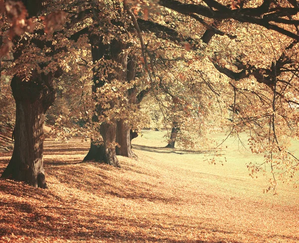 Dromerige beeld van mooie herfst bos — Stockfoto