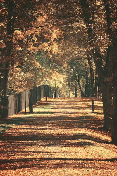 Beautiful dreamy autumn forest with walkiing path — Stock Photo, Image