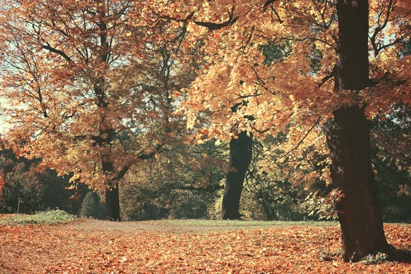 Verträumtes Bild des schönen Herbstwaldes — Stockfoto