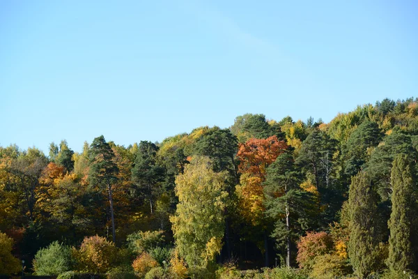 Foresta autunnale contro il cielo blu — Foto Stock