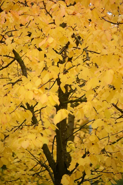 Höst löv bakgrund — Stockfoto