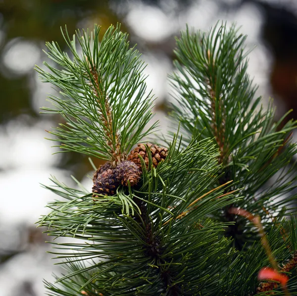 Pine tree och kottar närbild — Stockfoto