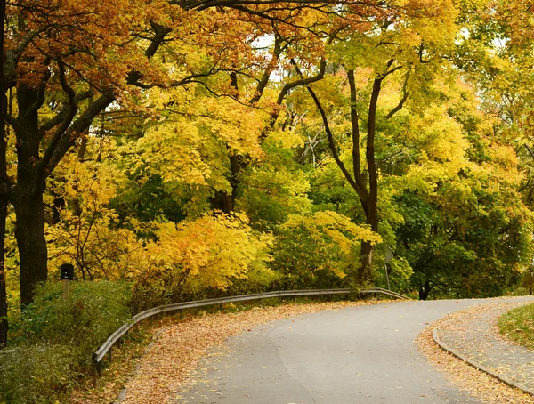 Hermoso bosque de otoño con sendero para caminar —  Fotos de Stock
