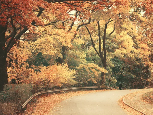 Prachtig dromerige herfst bos met walkiing pad — Stockfoto