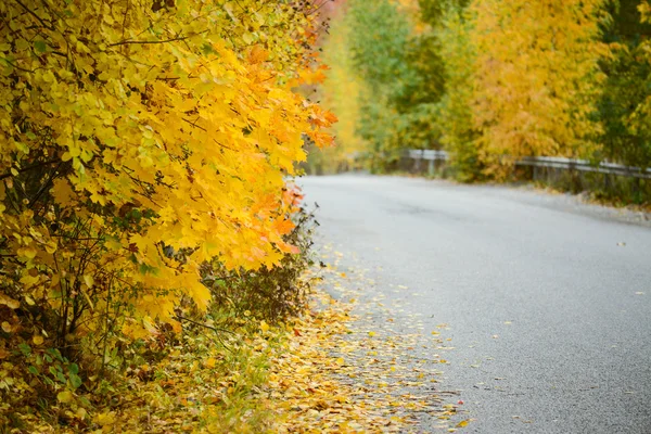 Güzel sonbahar orman walkiing yolu ile — Stok fotoğraf