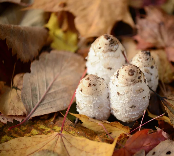 Autumn forest eatable mushrooms close-up — Stock Photo, Image