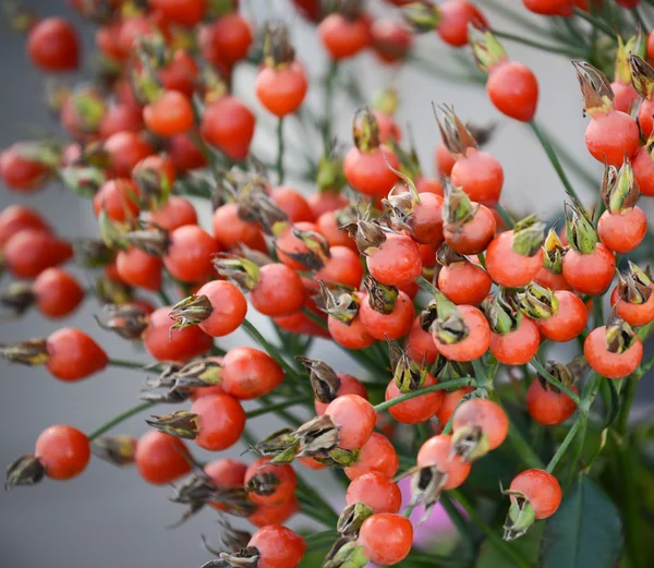 Gren av granatäpple träd — Stockfoto