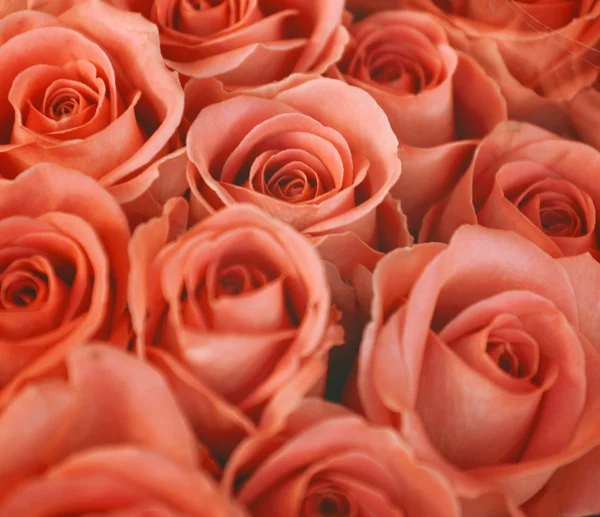 Rote Rosen Hintergrund in Vintage-Tönen — Stockfoto