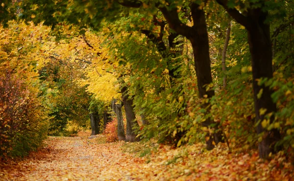 Beautiful autumn forest with walkiing path — Stock Photo, Image