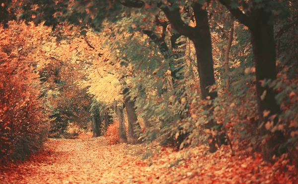 Hermoso bosque otoñal de ensueño con sendero para caminar —  Fotos de Stock