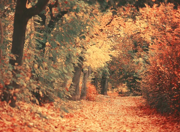 Beautiful dreamy autumn forest with walkiing path — Stock Photo, Image