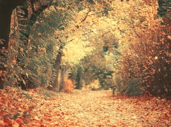 Beautiful dreamy autumn forest with walkiing path — Stock Photo, Image