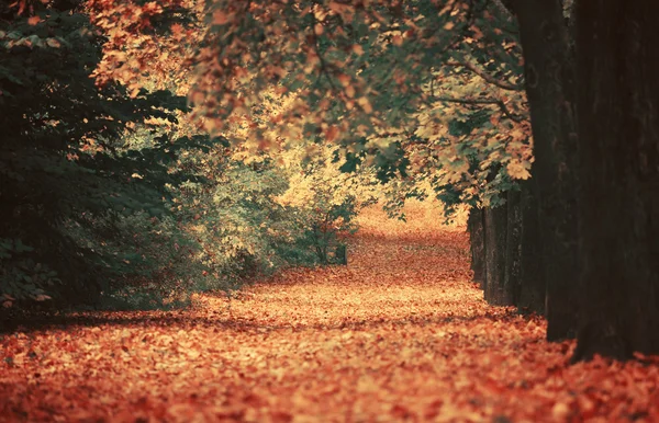Prachtig dromerige herfst bos met walkiing pad — Stockfoto