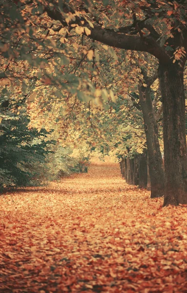 Beautiful dreamy autumn forest with walkiing path — Stock Photo, Image