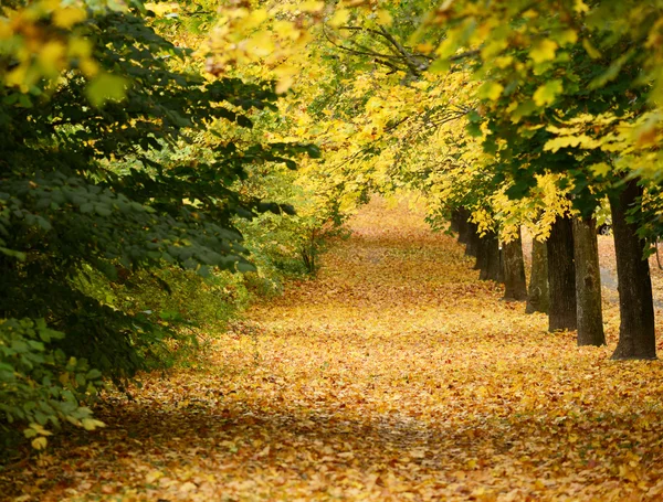 Прекрасний осінній ліс з пішохідною стежкою — стокове фото