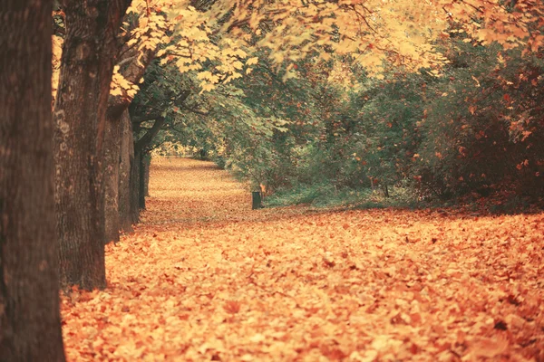 Verträumtes Bild des schönen Herbstwaldes — Stockfoto