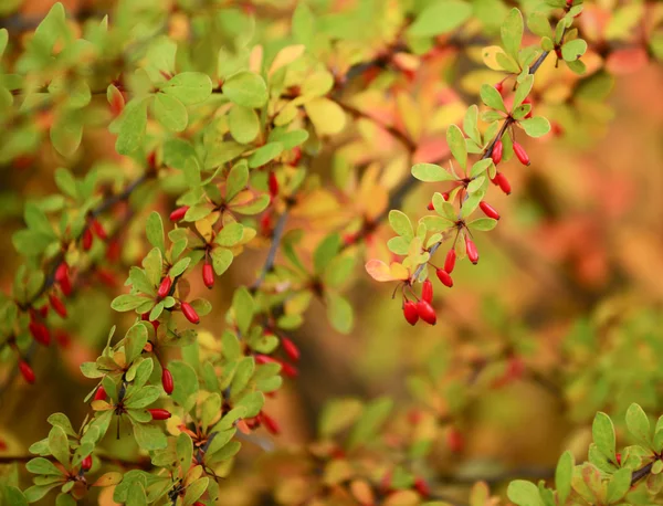 Rowan d'automne arbre — Photo