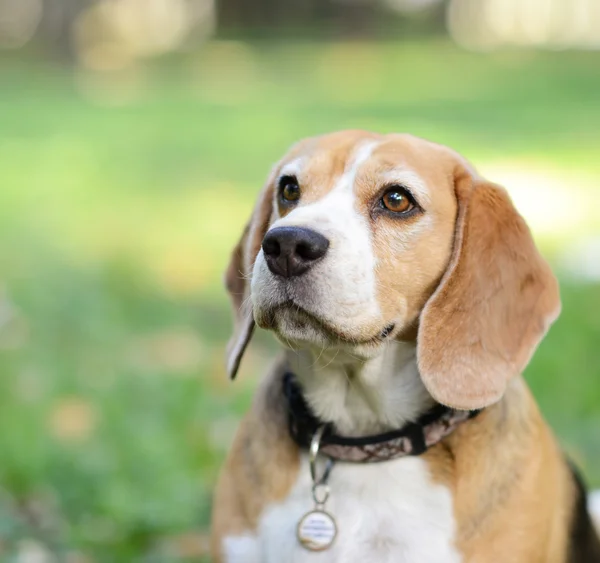 Nádherný beagle psa portrét venku — Stock fotografie