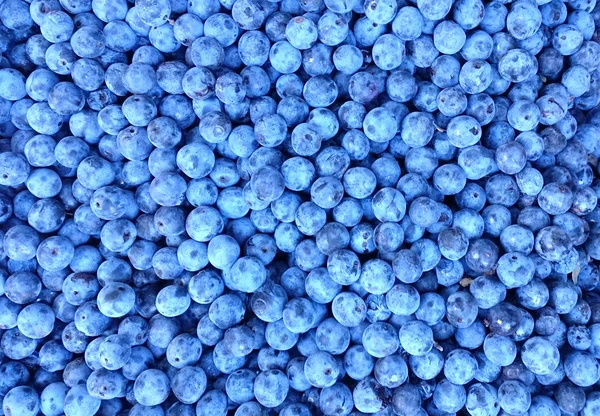 Nyplockade blåbär — Stockfoto