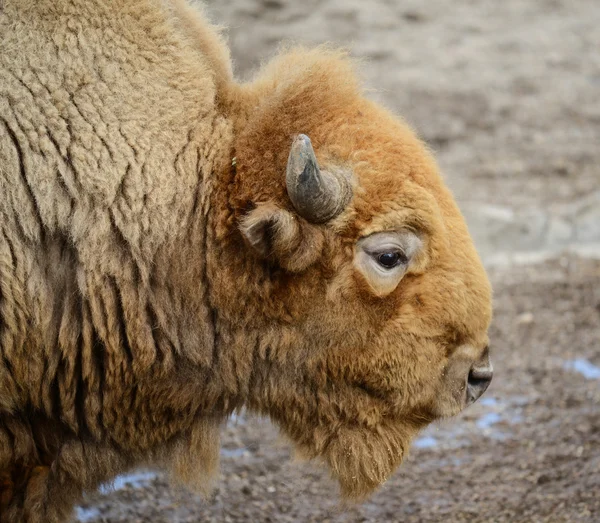 Americké buffalo — Stock fotografie