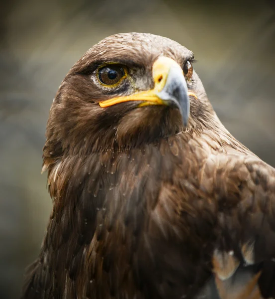 Bellissimo ritratto dell'aquila reale — Foto Stock