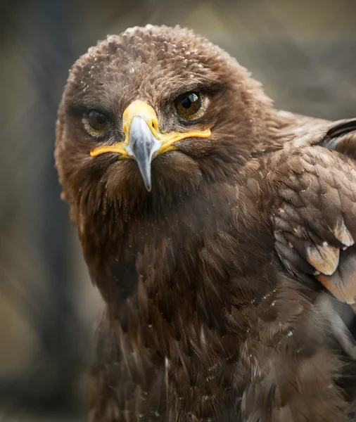 Águila dorada en retrato de jaula —  Fotos de Stock