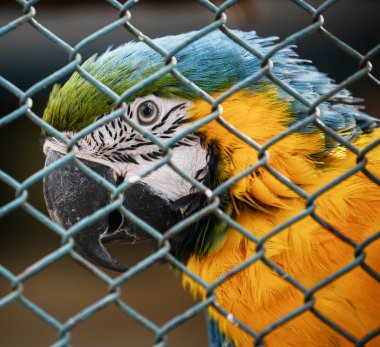 kafes içinde Amerika papağanı