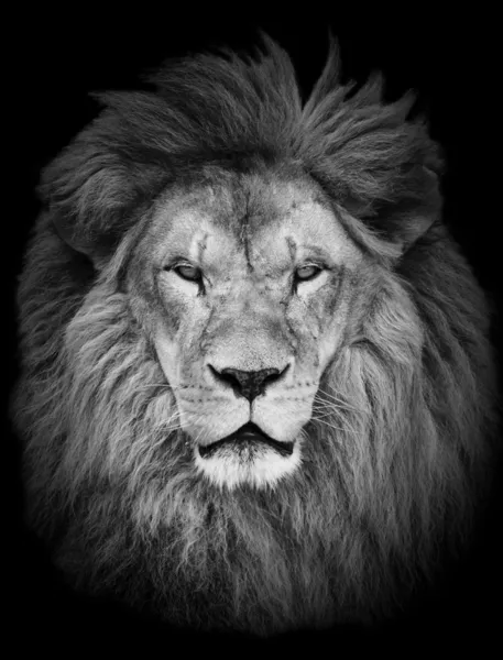 Portrait of huge beautiful male African lion against black backg — Stock Photo, Image