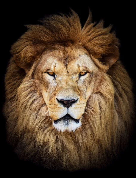 Retrato de enorme hermoso león africano masculino contra respaldo negro — Foto de Stock