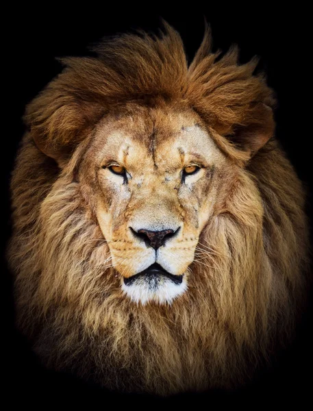 Porträt eines riesigen afrikanischen Löwenmännchens vor schwarzem Hintergrund lizenzfreie Stockfotos