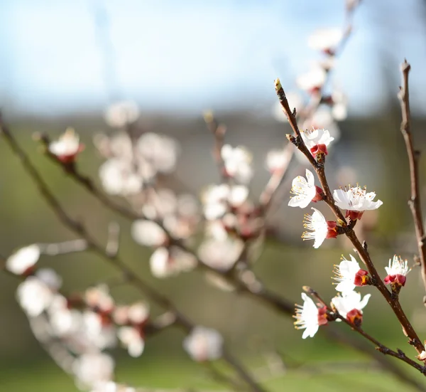 Spring blooming tree of plum — Stock Photo, Image