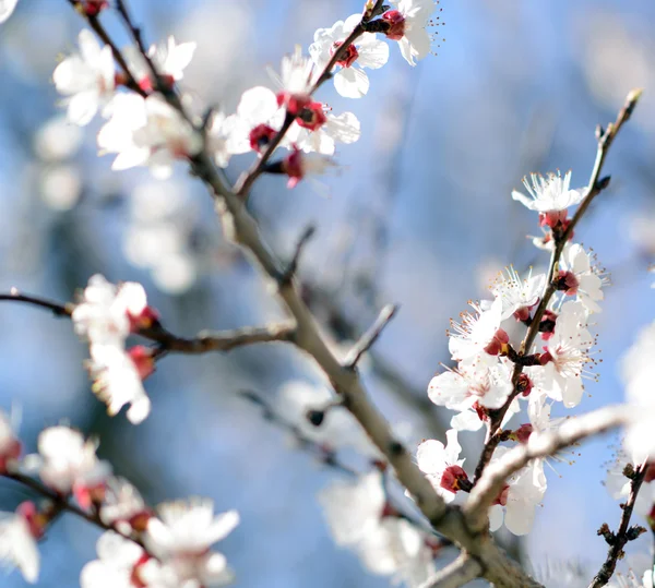 Albero fiorito di primavera di prugna — Foto Stock