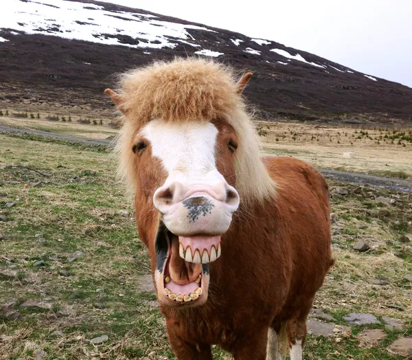 İzlanda at komik portresi