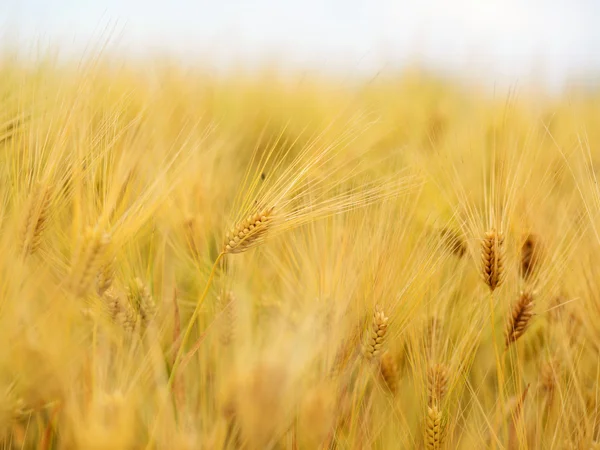 Goldweizenfeld — Stockfoto