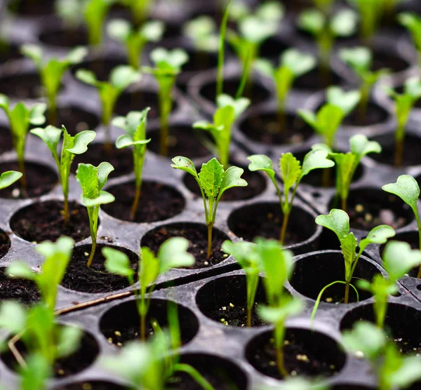 Green sprouts growing from pots — Stock Photo, Image