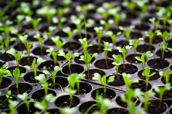 Green sprouts growing from pots — Stock Photo, Image