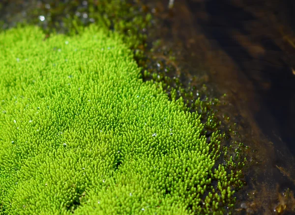 Macro of ulva alga — Stock Photo, Image