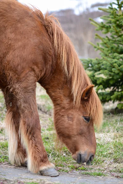 Islandský kůň pasoucí se — Stock fotografie